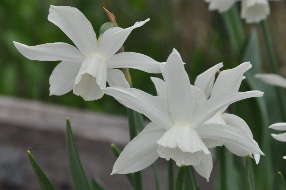 Нарцисс многоцветковый