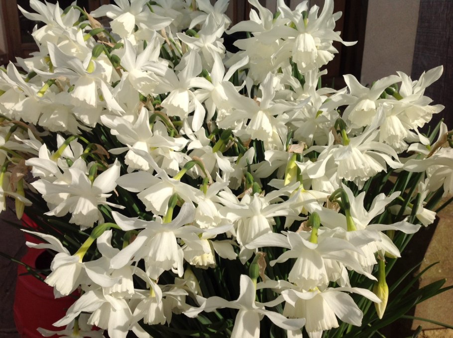 Нарцисс (источник)