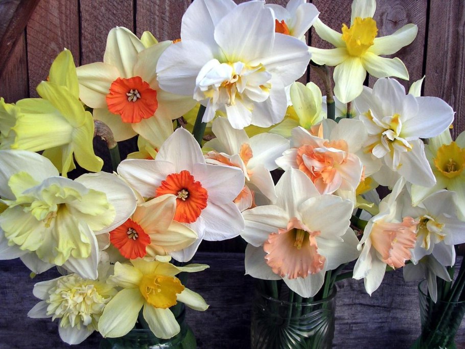 Цветок нарцисс