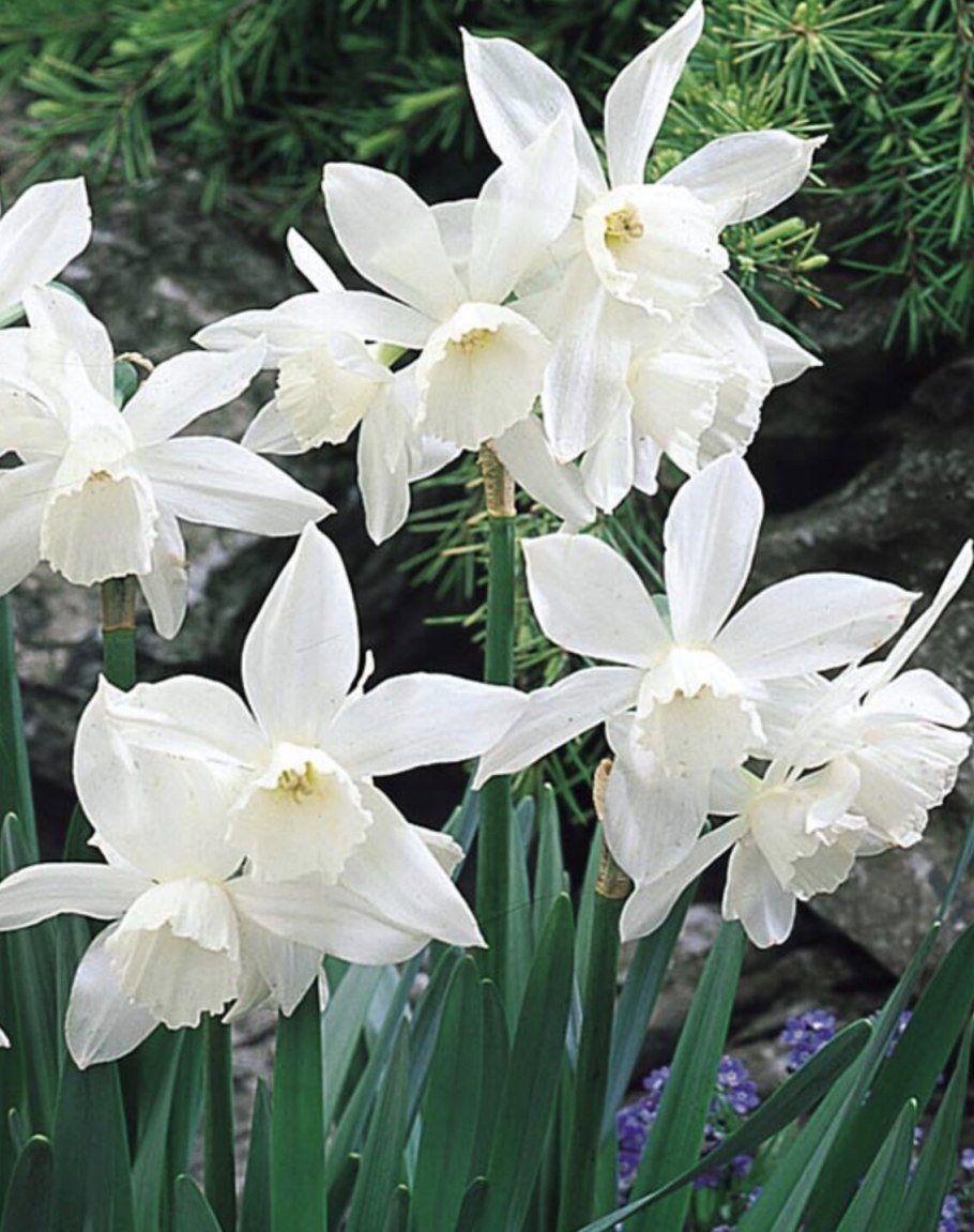 Нарцисс Триандрусовый талия