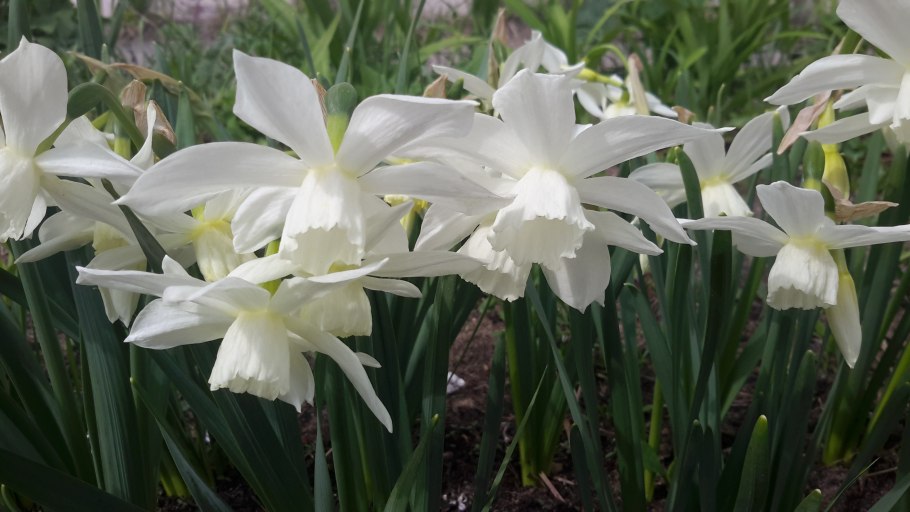 Нарцисс Триандрусовый талия