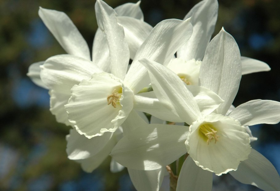 Narcissus cyclamineus