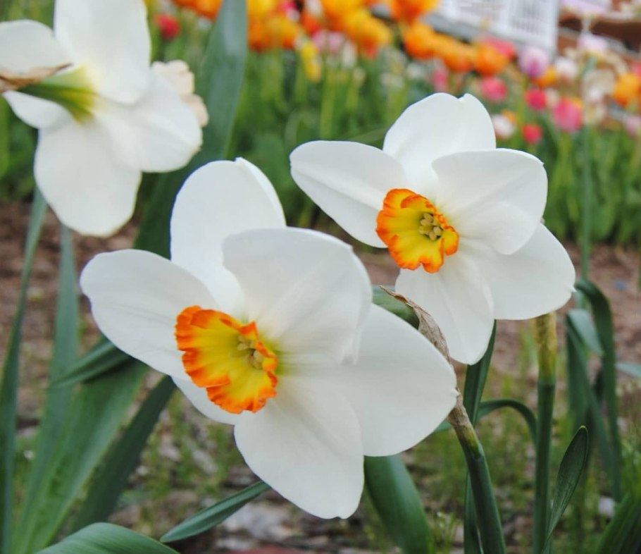 Narcissus pseudonarcissus