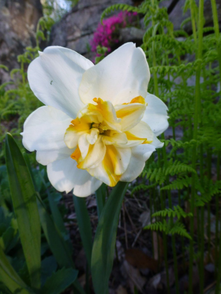 Бонни Роттен школьница