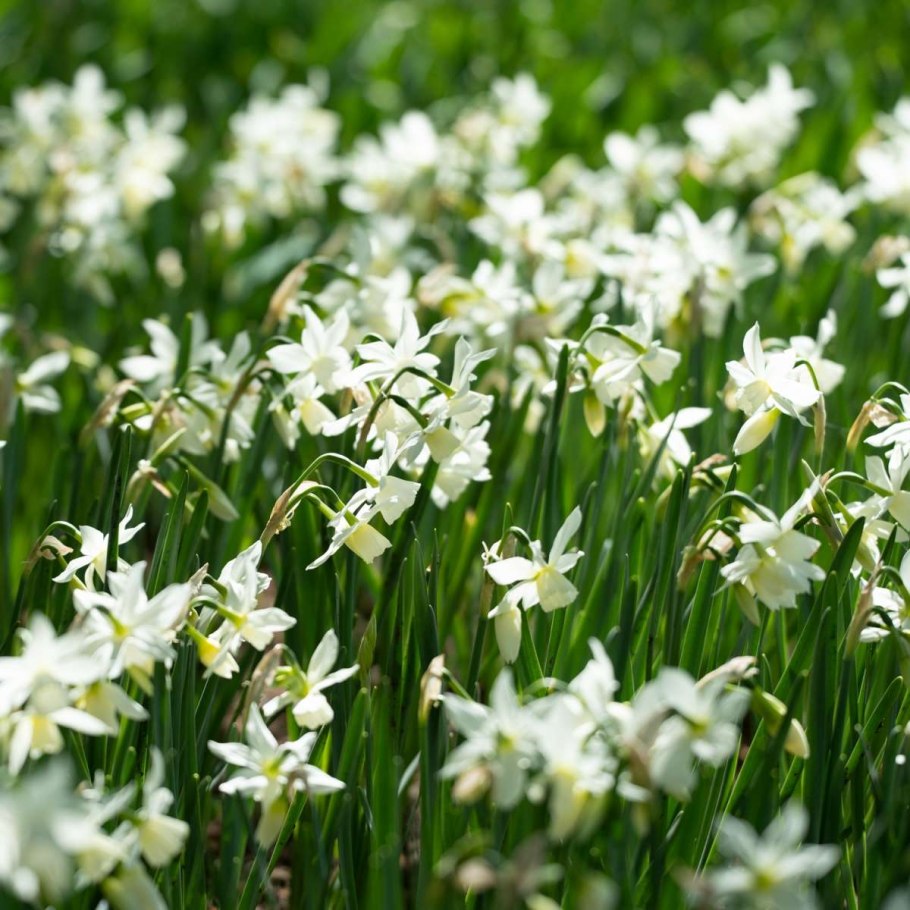 Нарциссы Триандрус талия