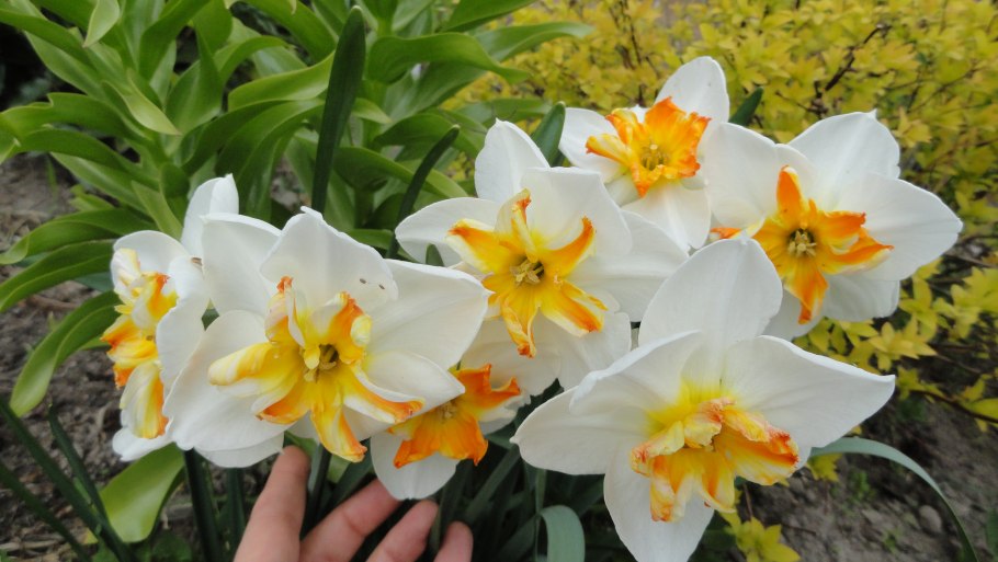 Нарцисс Папильон Блан