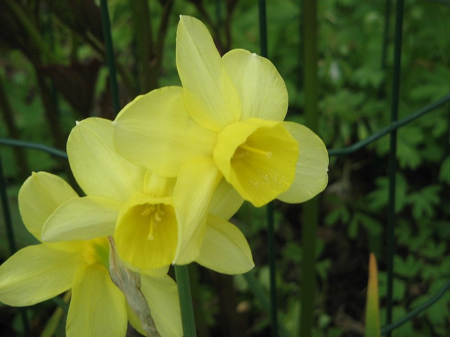 Narcissus triandrus