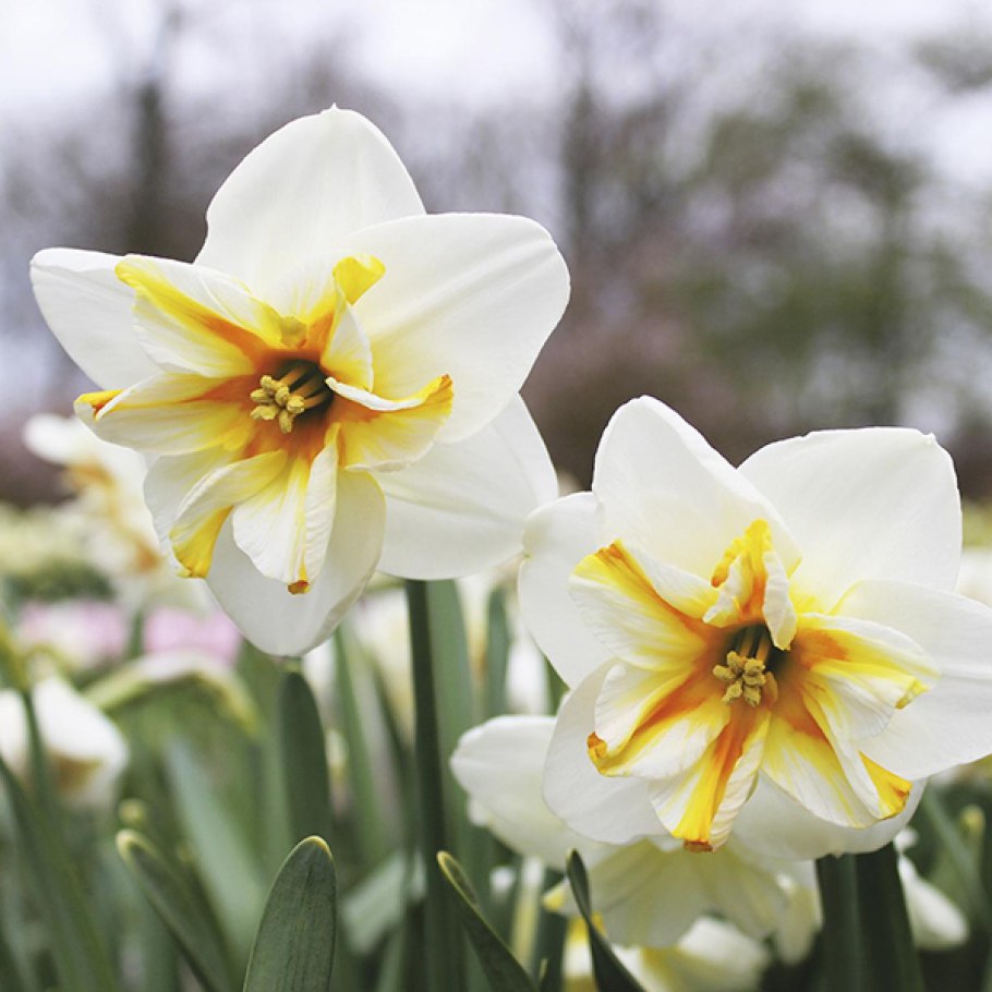Нарцисс сорбет