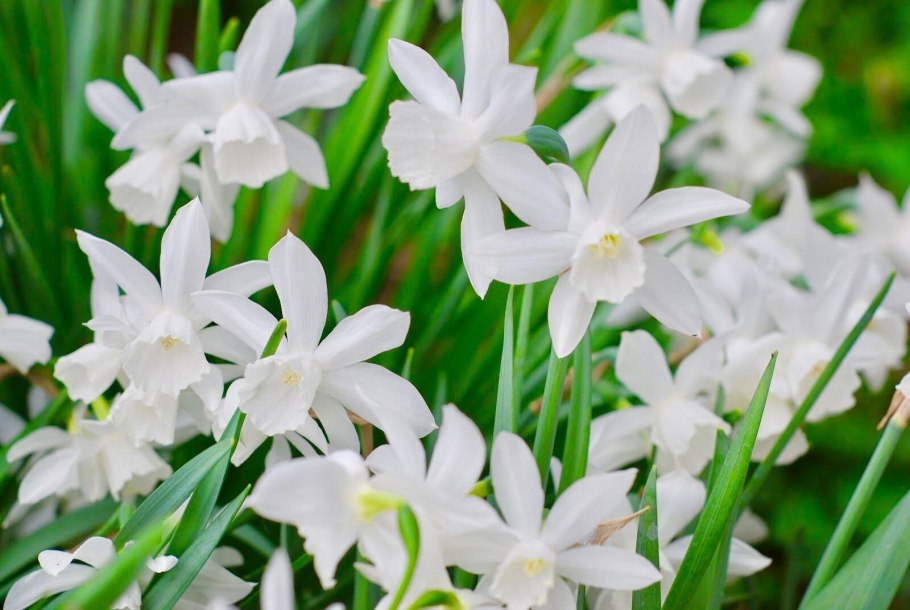 Narcissus triandrus Thalia