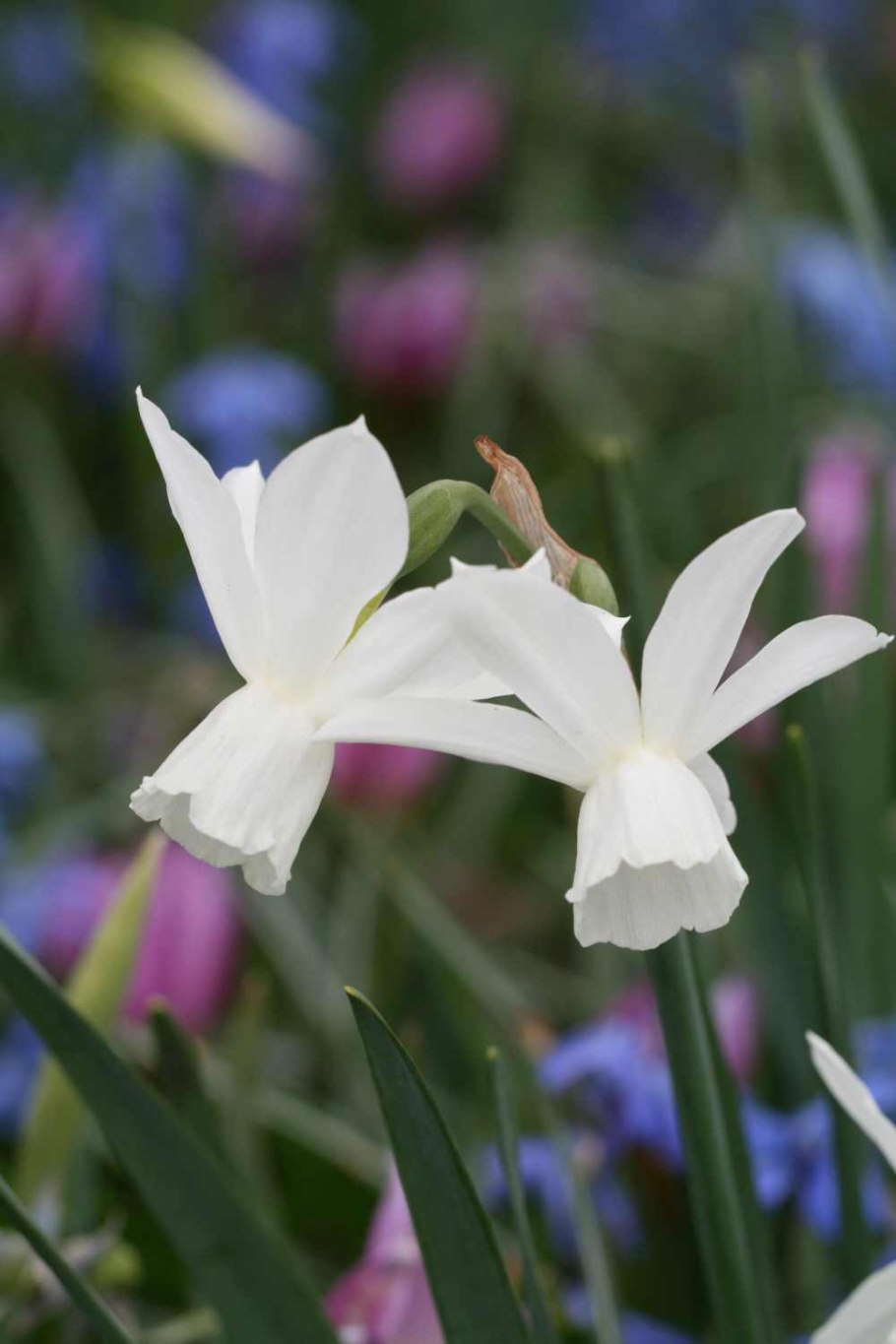 Нарцисс Ботанический w.p. Milner