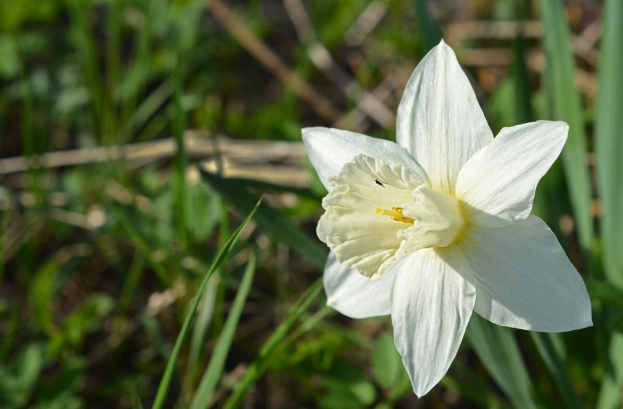 Нарцисс крупнокорончатый Авалон