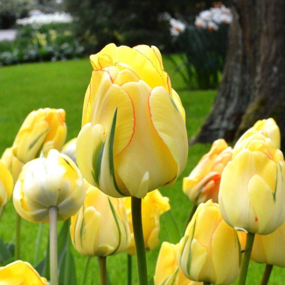 Нарцисс Треполо