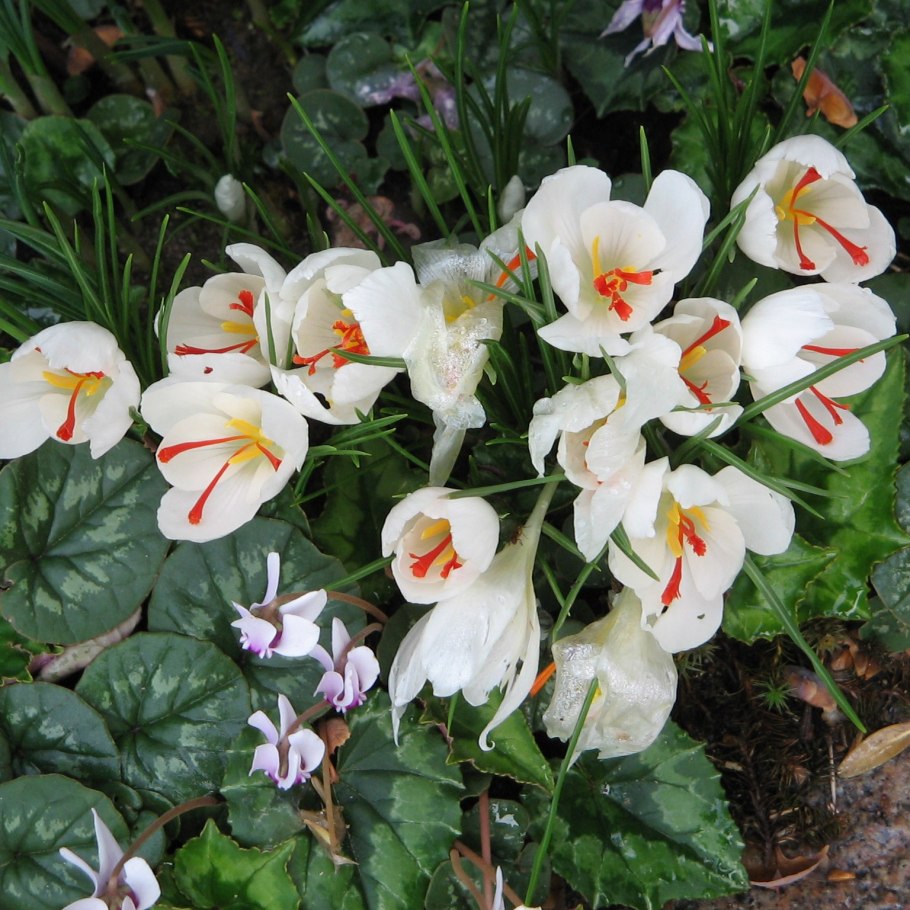 Нарциссы триандрусовые