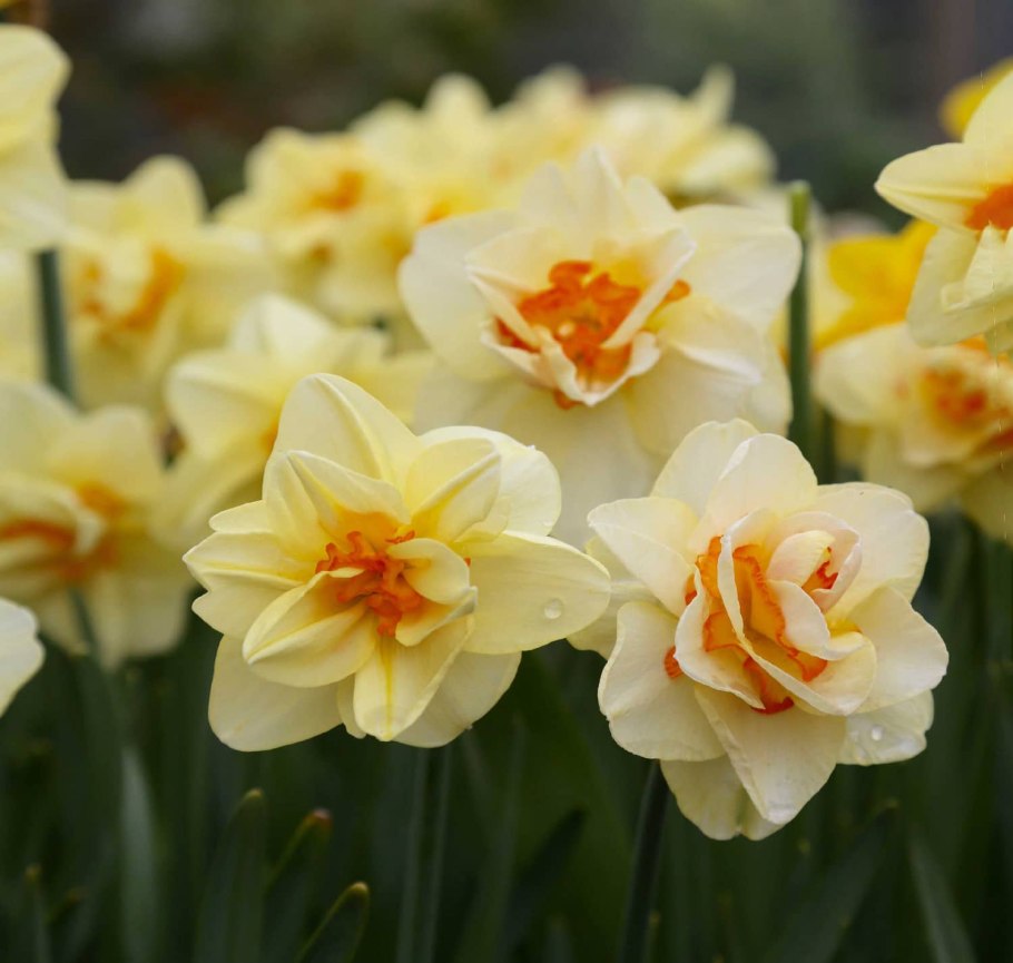 Нарцисс Кассандра