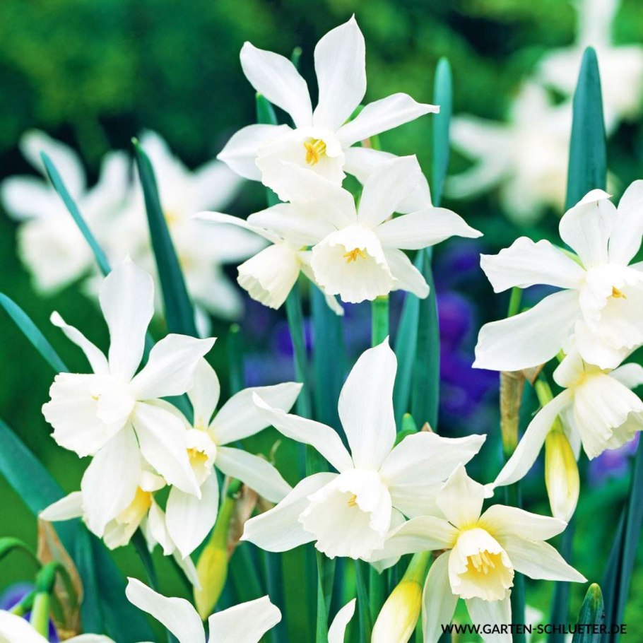 Нарцисс фебруари Сильвер