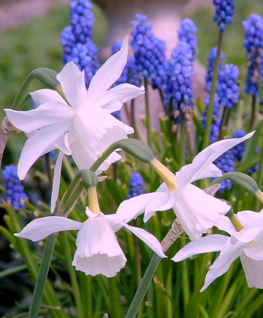Многолетние цветы для клумбы мускари