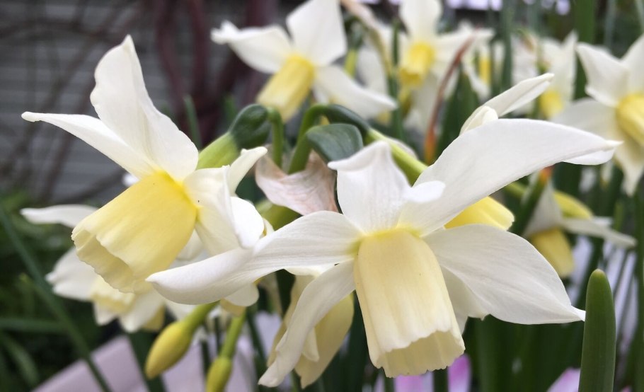 Нарцисс Ботанический тото