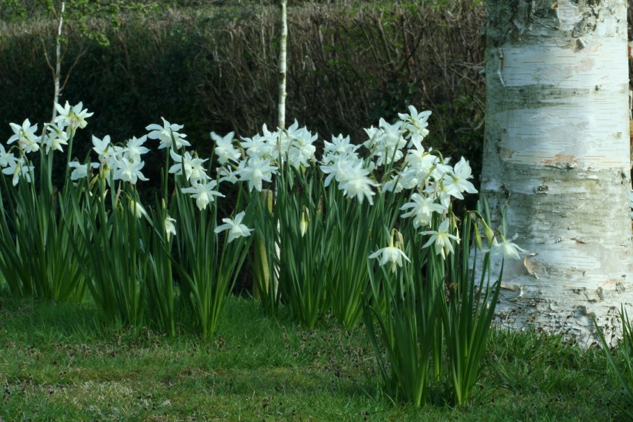 Нарцисс махровый Реплит