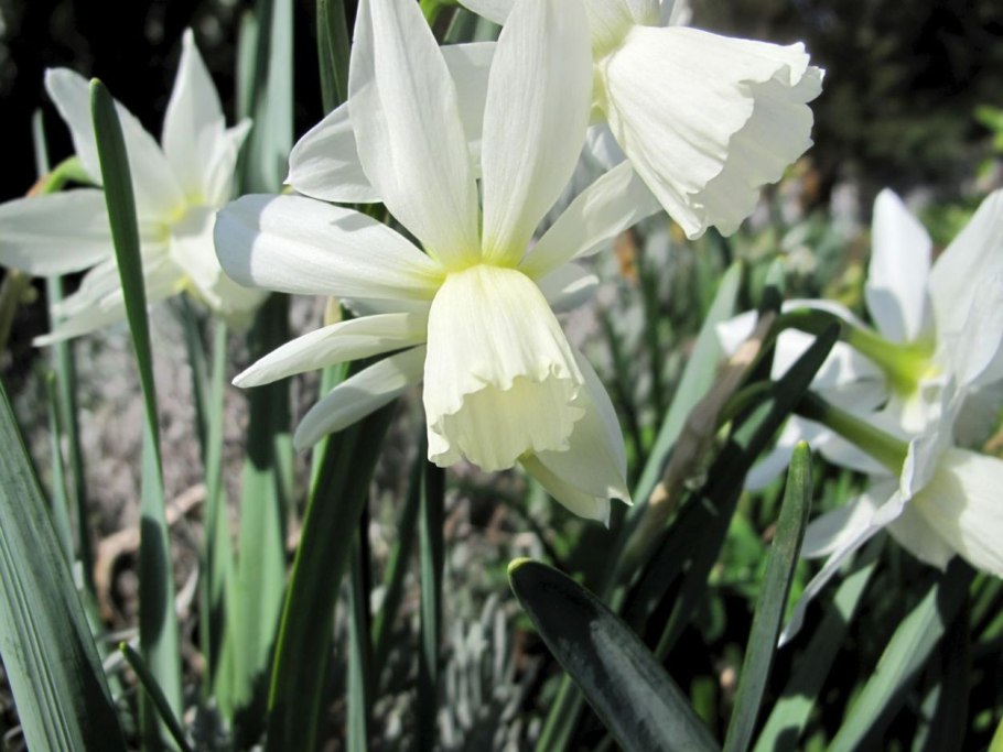 Нарцисс Ботанический triandrus Thalia