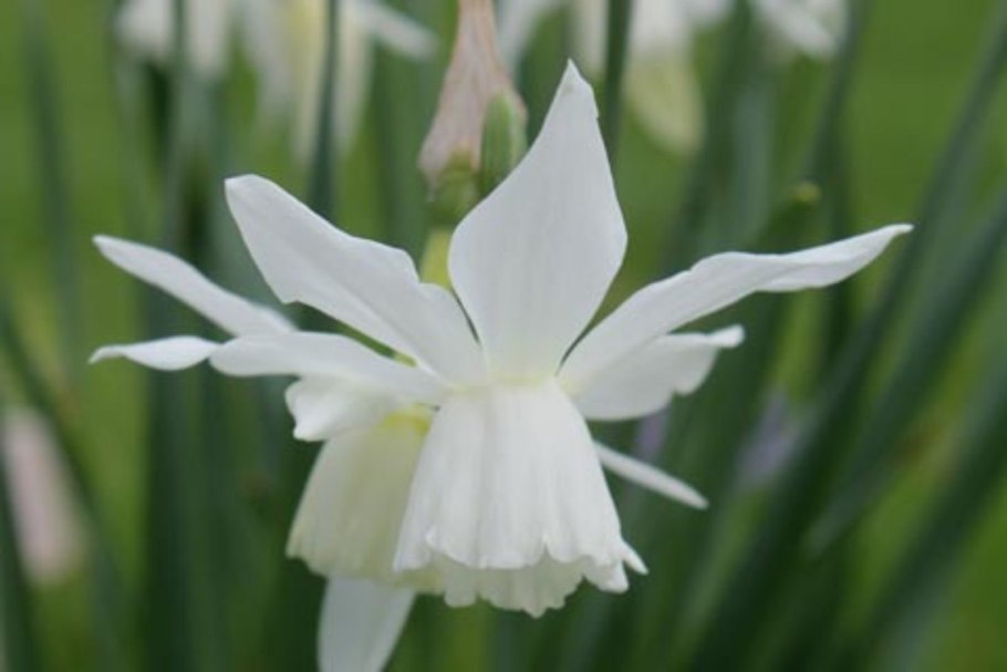 Нарцисс Триандрусовый талия