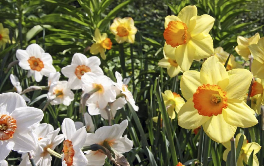 Нарцисс Фрагрант спринг