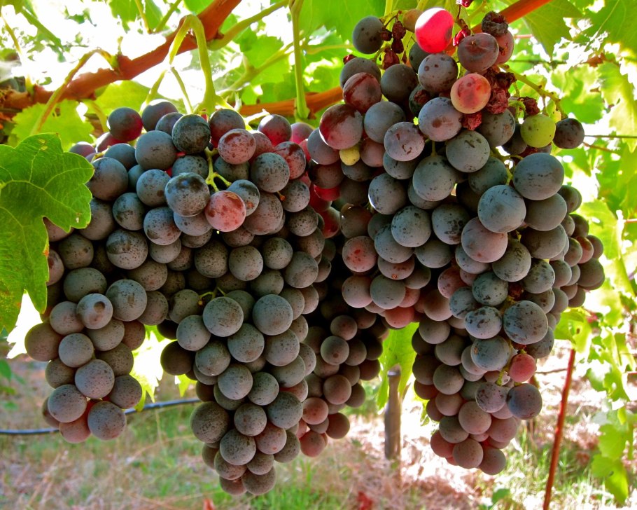 Лисий виноград