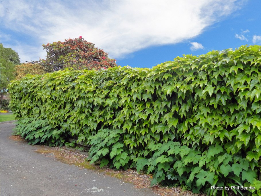 Вьюн девичий виноград