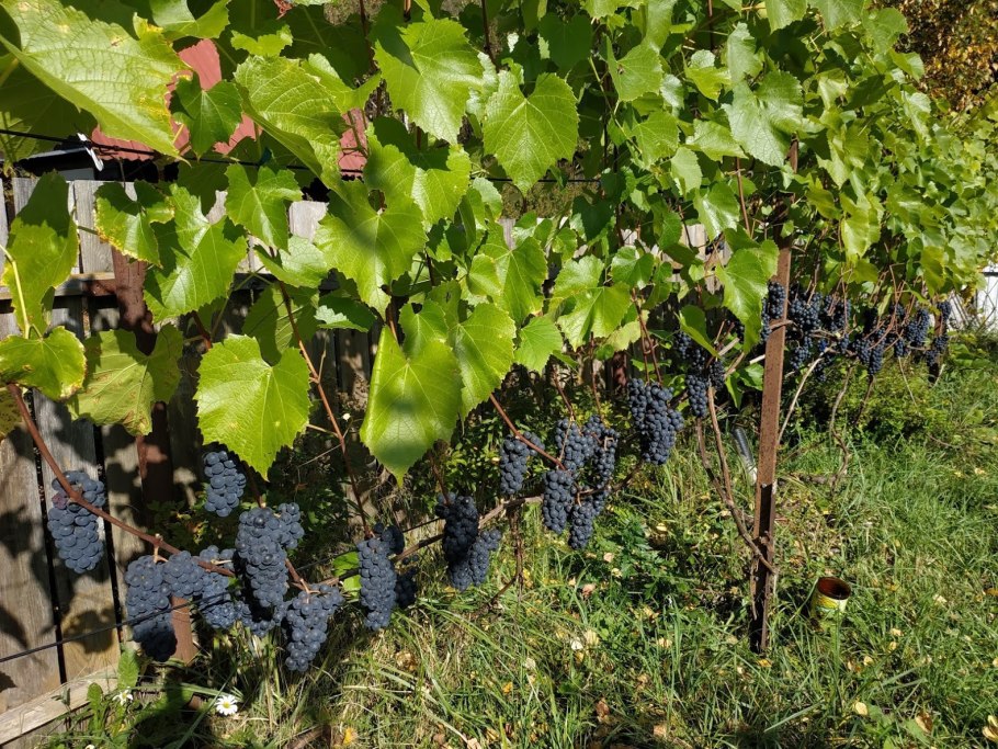 Мускадин виноград