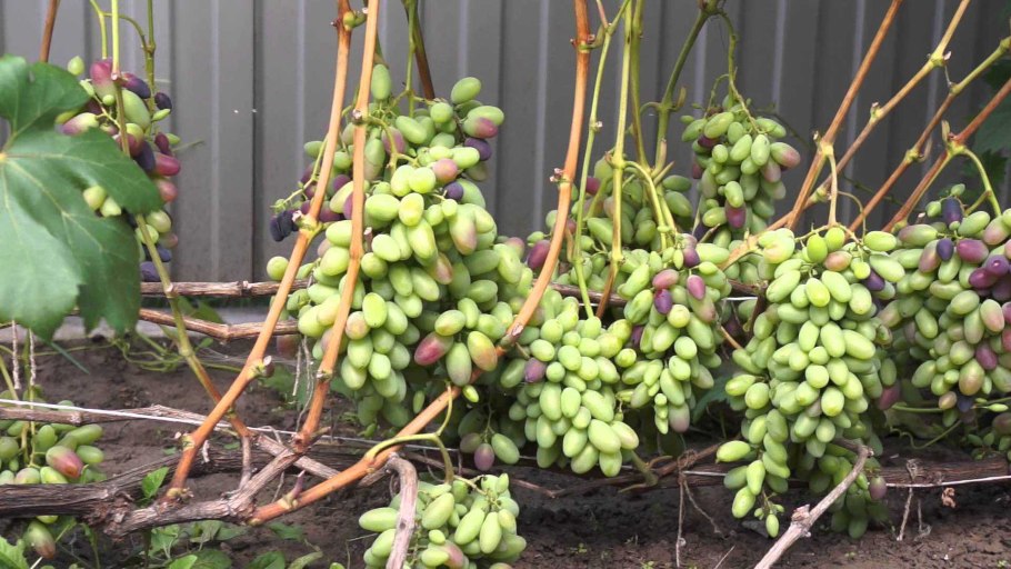 Пергола для актинидии