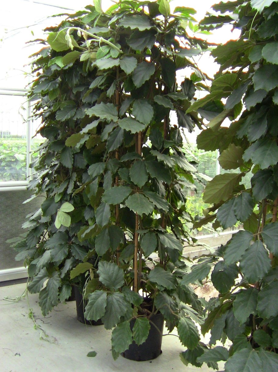 Древогубец круглолистный Diana