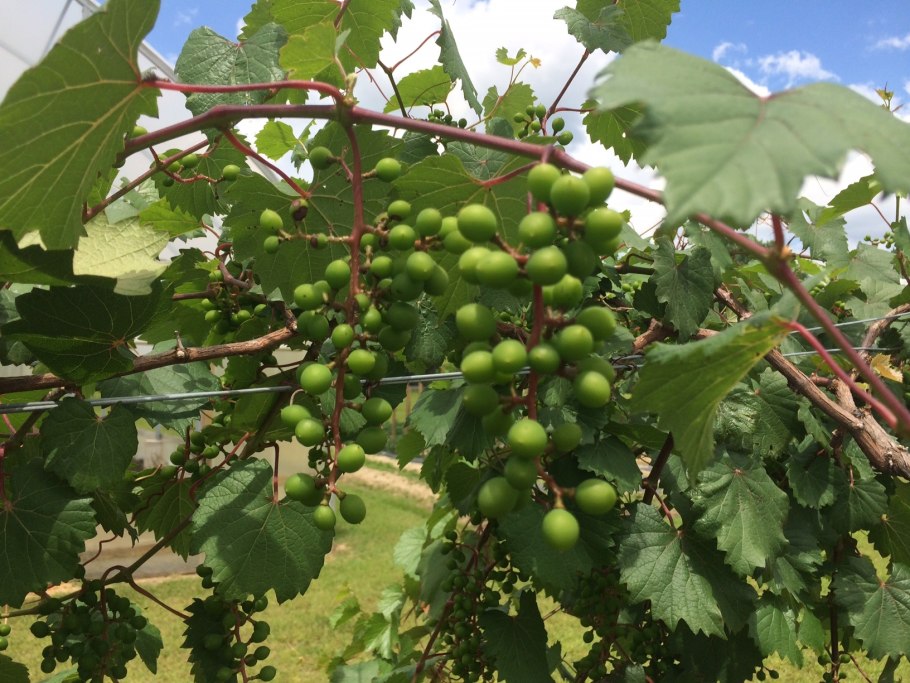 Самохвалыч виноград