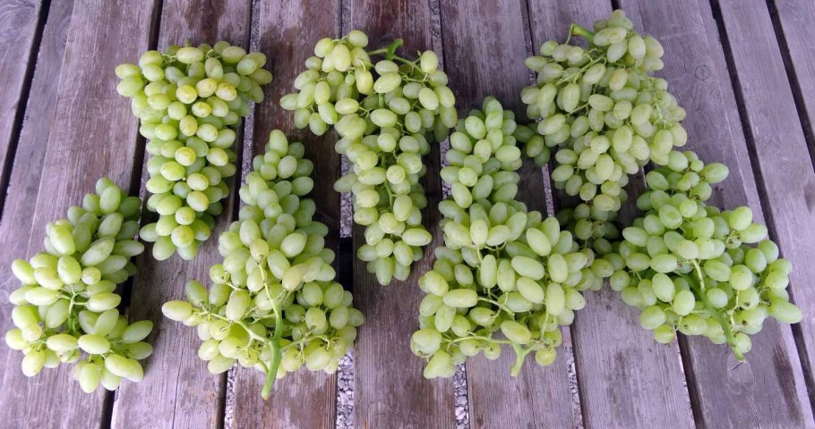 Тетрастигма Вуанье