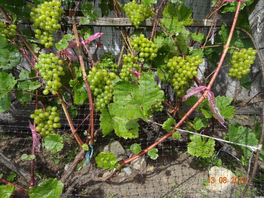 Gang Boost 2200 виноград киви