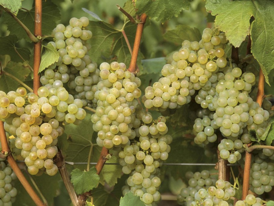 Гроздь зеленого винограда