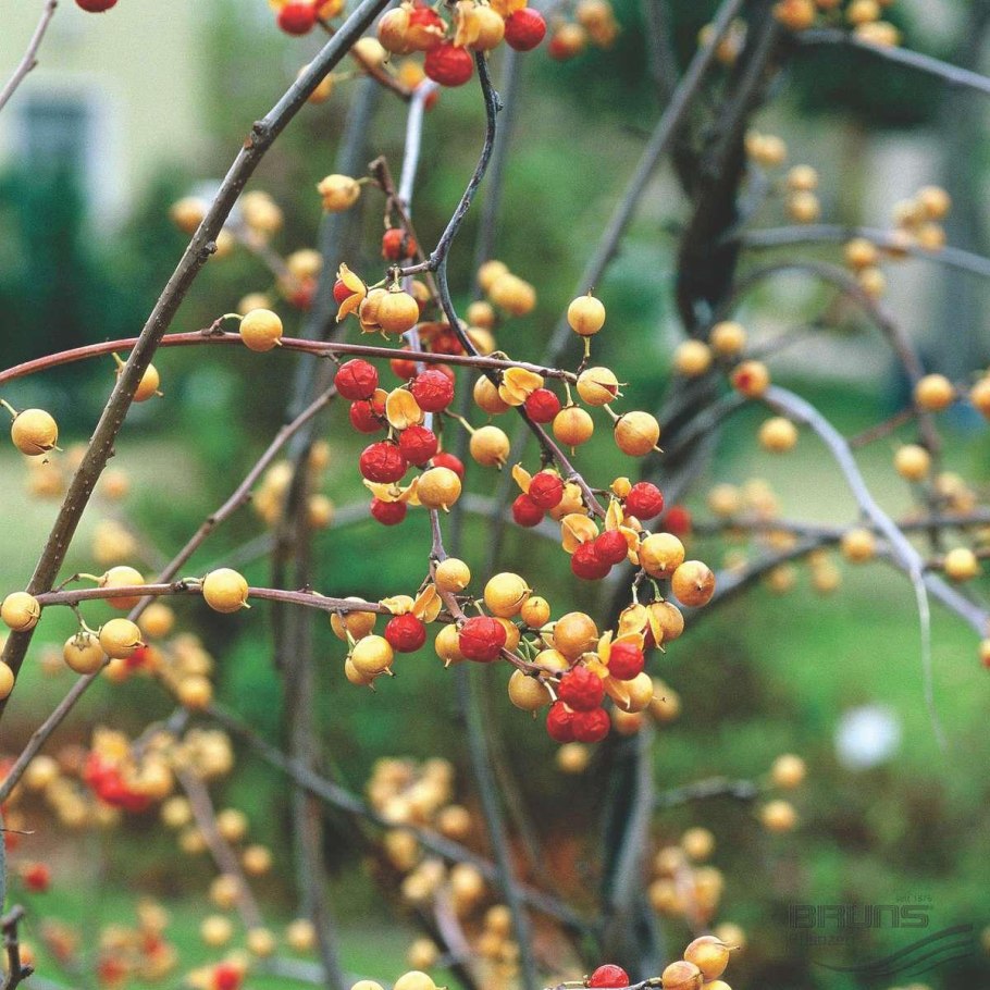 Московский малый веер винограда