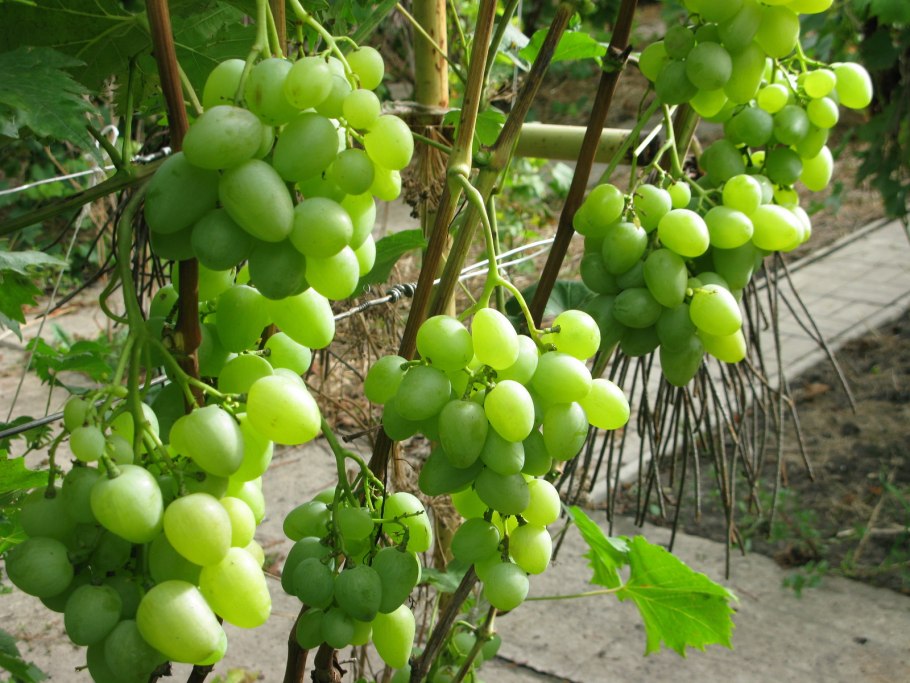 Виноград кишмиш Дальневосточный