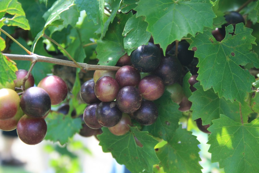 Окультуривание винограда