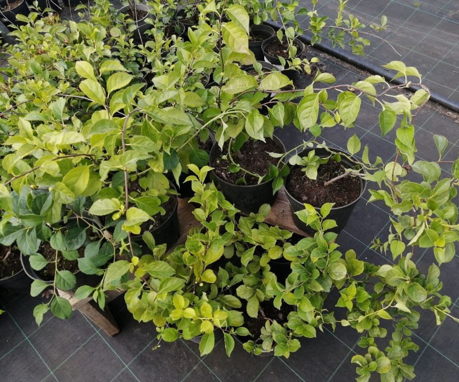 Древогубец и девичий виноград