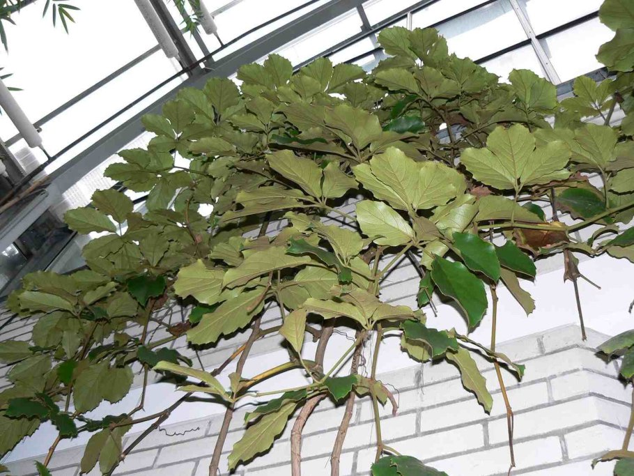 Ирга канадская Мартин