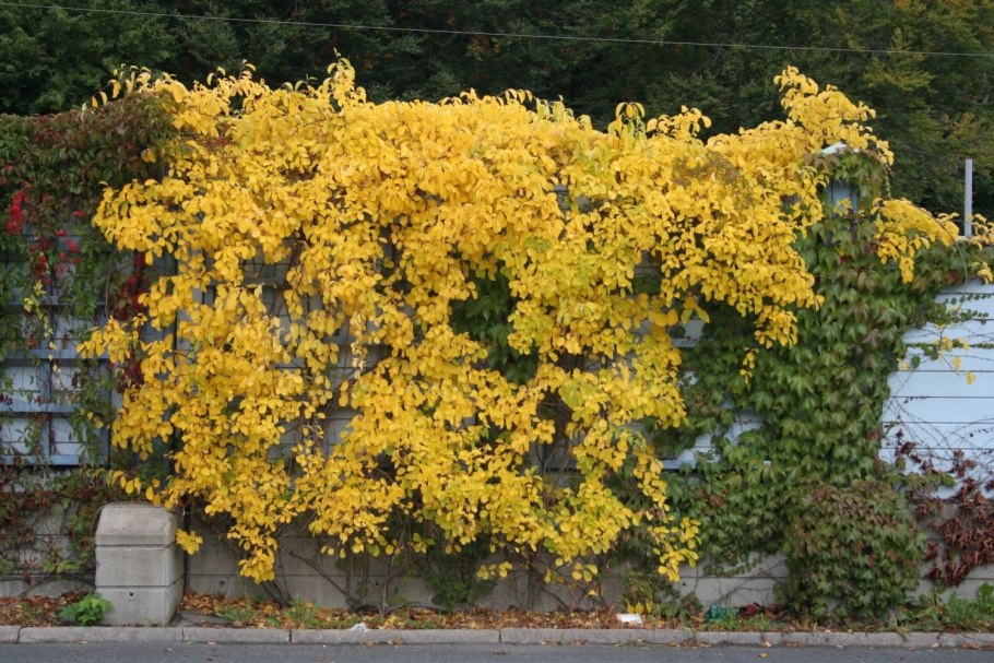 Девичий виноград пятилисточковый Лиана
