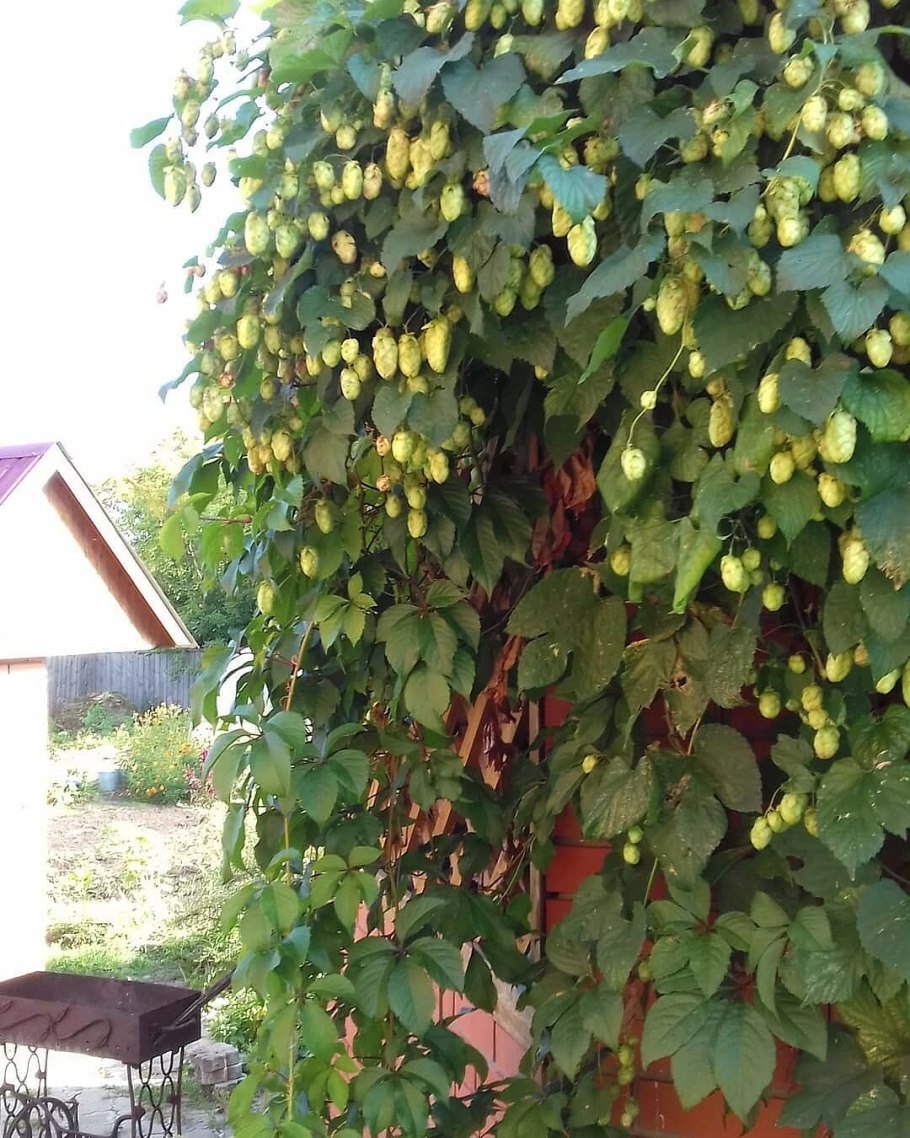 Мускат золотистый Россошанский