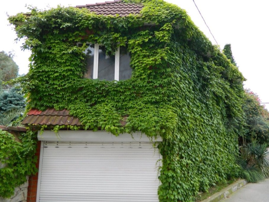 Древогубец круглолистный