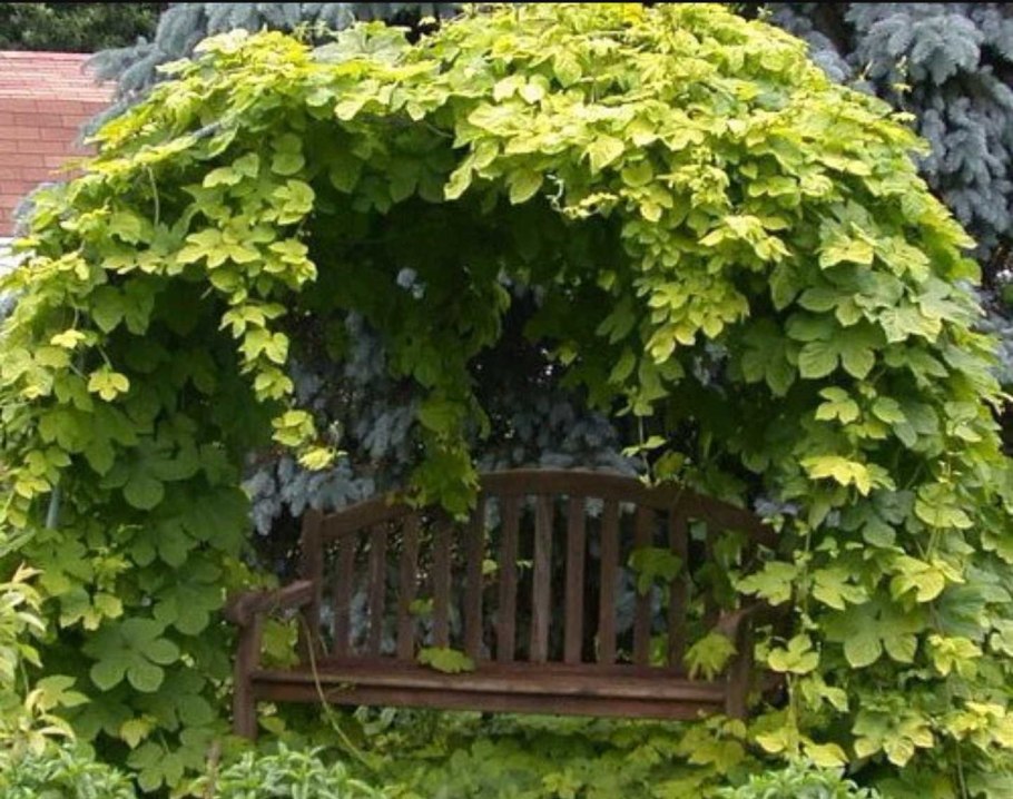 Виноград плодовый (Vitis/Parthenocissus плодовый Кодрянка bol)