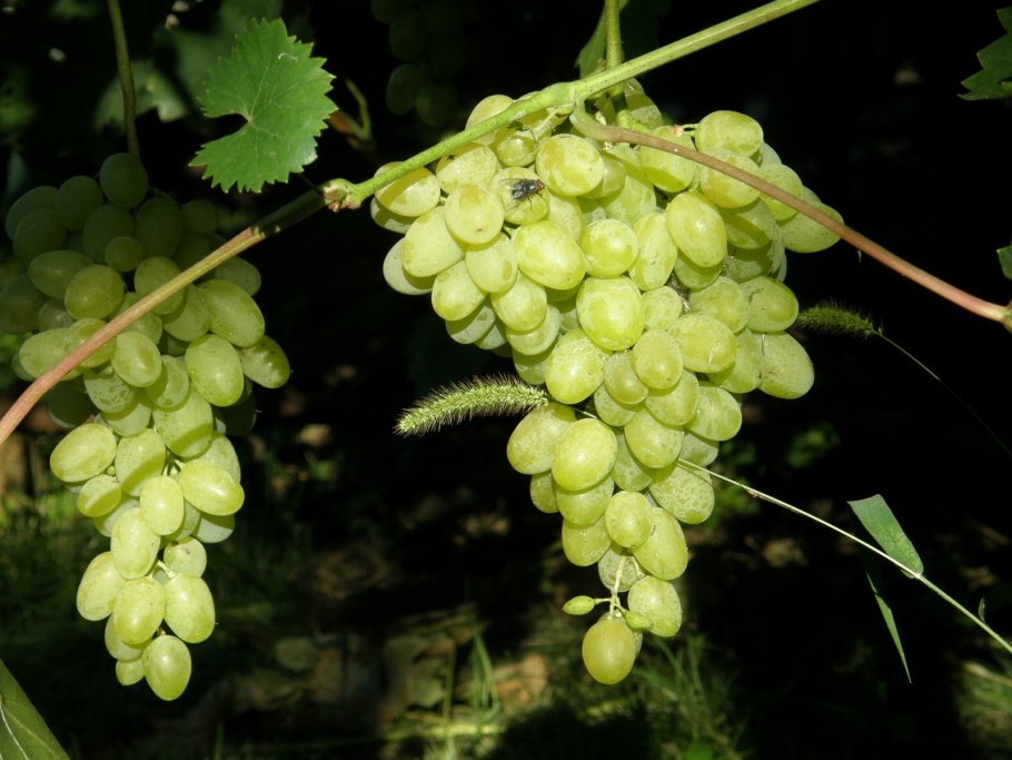 Тетрастигма Вуанье