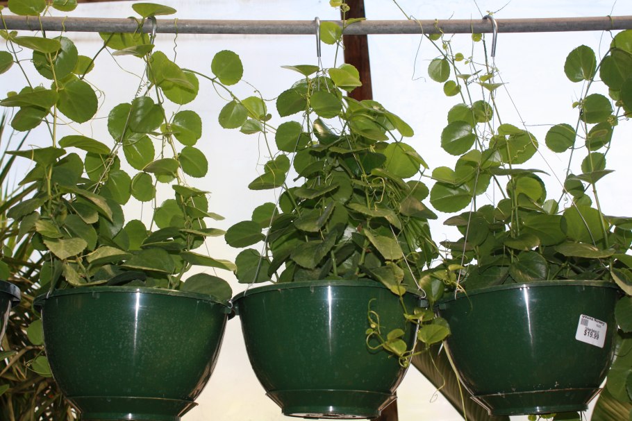 Виноградный Росток