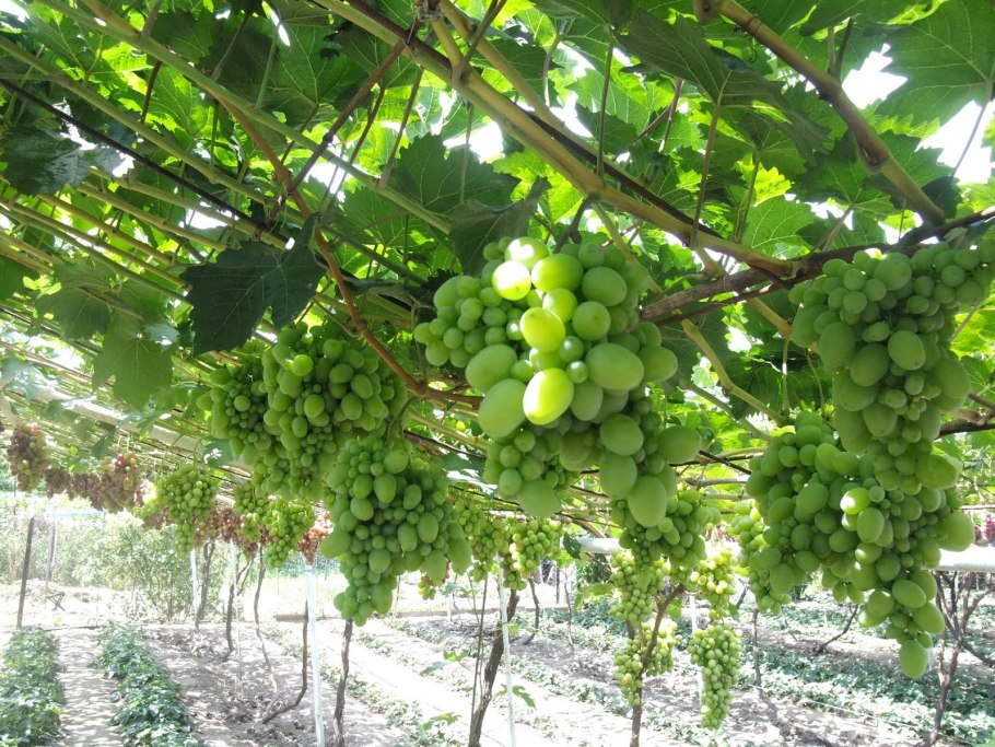 Виноград Изабелла