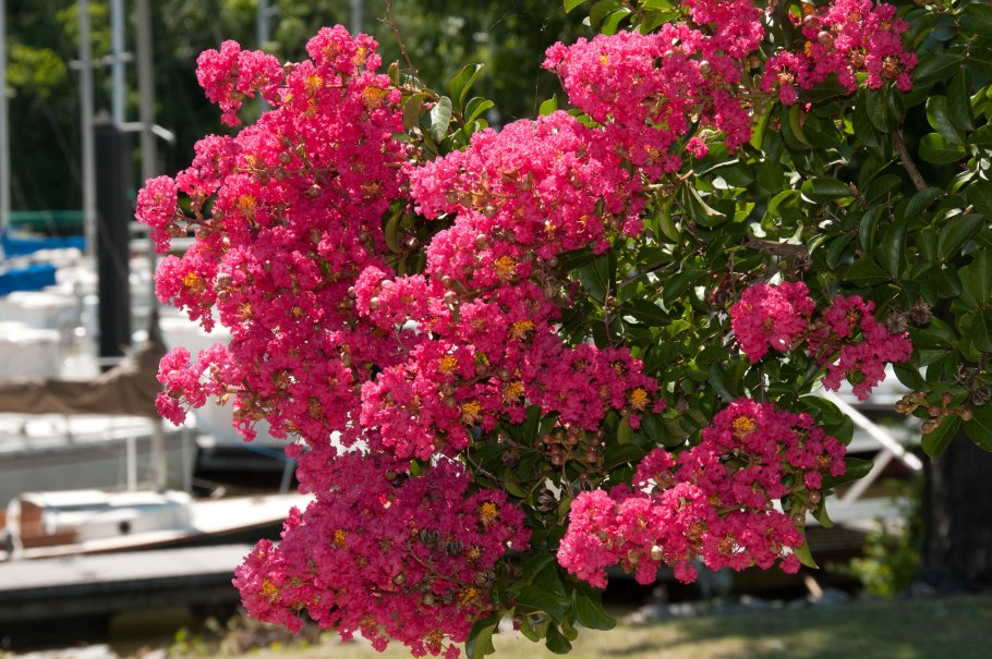 Лагерстремия индийская