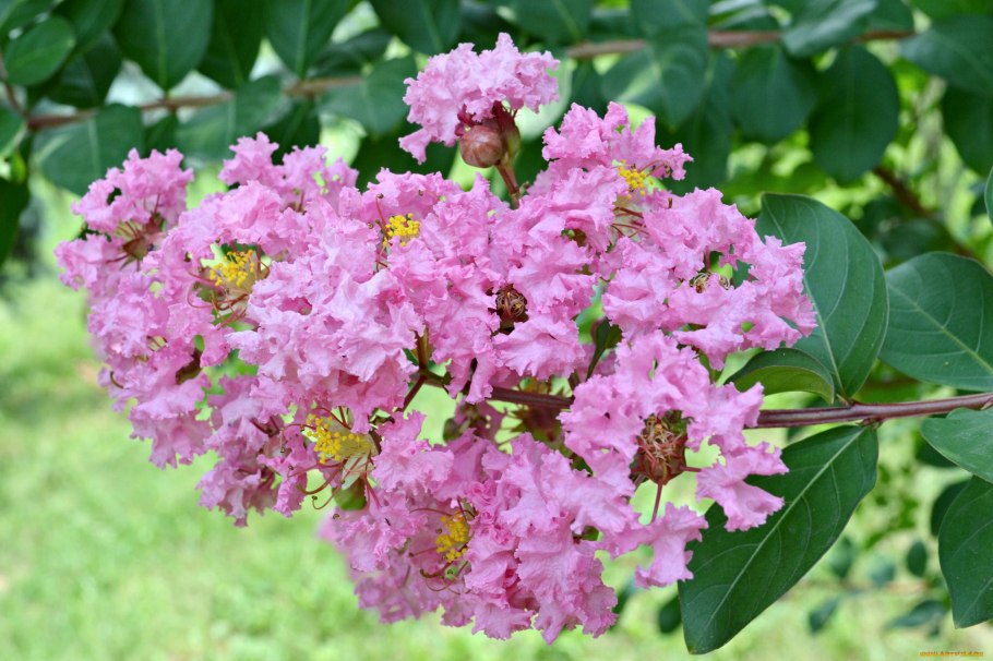 Сирень Лагерстремия