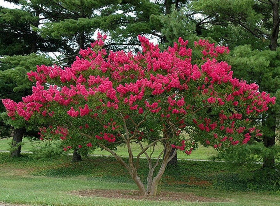 Лагерстремия индийская