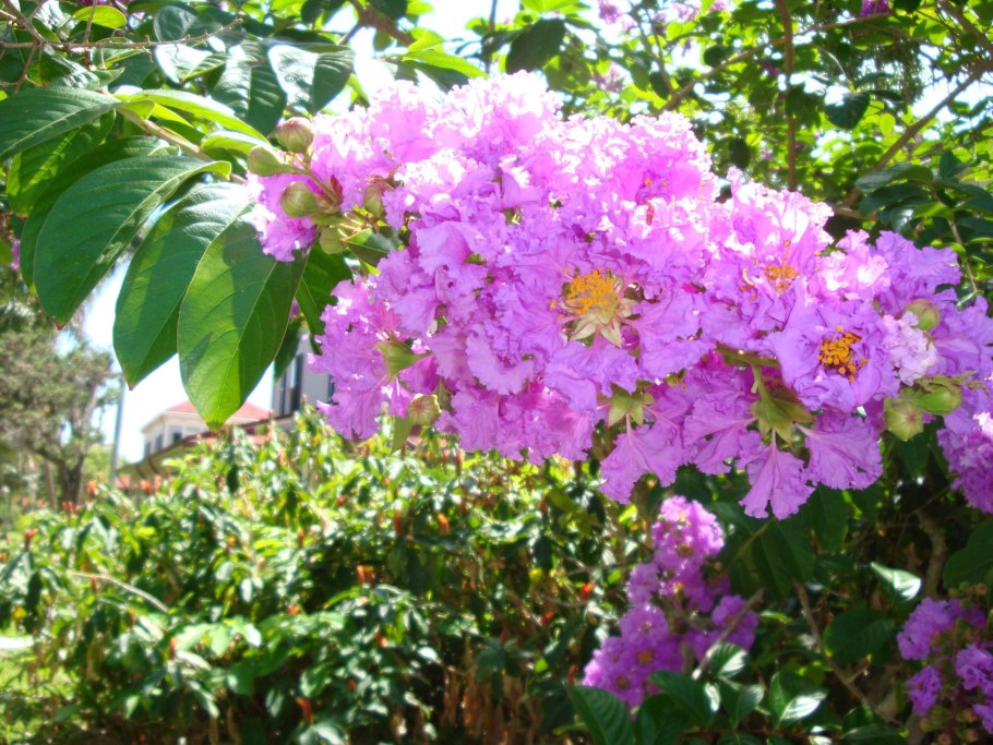 Лагерстремия ампельная